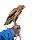 Common buzzard trained