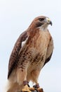 Common buzzard wild bird Royalty Free Stock Photo