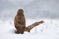 Common buzzard in winter Royalty Free Stock Photo