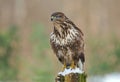 Common buzzard in winter Royalty Free Stock Photo