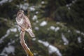 Common buzzard in winter Royalty Free Stock Photo