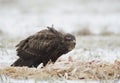 Common buzzard Royalty Free Stock Photo