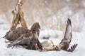 Buzzards fighting Royalty Free Stock Photo
