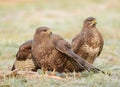 Common buzzards Royalty Free Stock Photo
