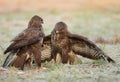 Common buzzards Royalty Free Stock Photo