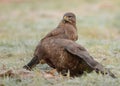 Common buzzards Royalty Free Stock Photo