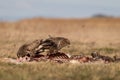Common buzzards eating meat Royalty Free Stock Photo