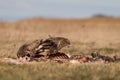 Common buzzards eating meat