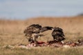 Common buzzards eating meat Royalty Free Stock Photo