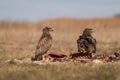 Common buzzards eating meat Royalty Free Stock Photo