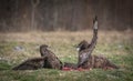 Common Buzzards fighting over food Royalty Free Stock Photo