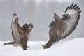 Buzzards fight