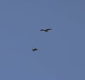 Common buzzards in flight Royalty Free Stock Photo