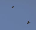 Common buzzards in flight Royalty Free Stock Photo