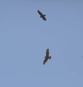 Common buzzards in flight Royalty Free Stock Photo