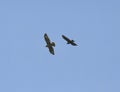 Common buzzards in flight Royalty Free Stock Photo