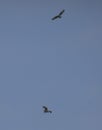 Common buzzards in flight Royalty Free Stock Photo