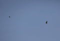 Common buzzards in flight Royalty Free Stock Photo
