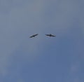 Common buzzards in flight Royalty Free Stock Photo