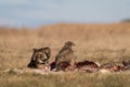 Common buzzards  on a meadow Royalty Free Stock Photo
