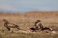 Common buzzards on a meadow