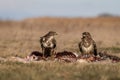 Common buzzards  on a meadow Royalty Free Stock Photo