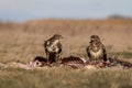 Common buzzards on a meadow