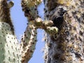 Common cactus finch, Geospiza scandens, eating cactus flower on Santa Cruz Island in Galapagos National Park, Equador