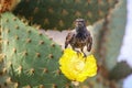 Common cactus finch sitting on a cactus flower, Santa Cruz Island in Galapagos National Park, Ecuador