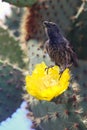 Common cactus finch sitting on a cactus flower, Santa Cruz Island in Galapagos National Park, Ecuador Royalty Free Stock Photo