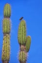 Common cactus finch sitting on a cactus on Santa Cruz Island in