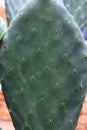 Common cactus texture