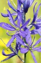 Common Camas - Small Camas (Camassia quash)