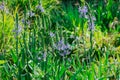 Common Camas - Small Camas (Camassia quash), Drumbeg Provincial Park