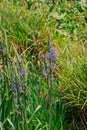 Common Camas - Small Camas (Camassia quash), Drumbeg Provincial Park