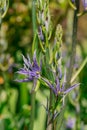 Common Camas - Small Camas (Camassia quash), Drumbeg Provincial Park