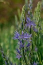 Common Camas - Small Camas (Camassia quash), Drumbeg Provincial Park