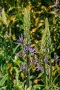 Common Camas - Small Camas (Camassia quash), Drumbeg Provincial Park