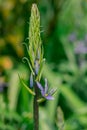 Common Camas - Small Camas (Camassia quash), Drumbeg Provincial Park