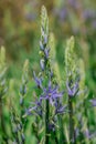 Common Camas - Small Camas (Camassia quash), Drumbeg Provincial Park