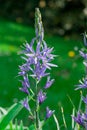 Common Camas - Small Camas (Camassia quash), Drumbeg Provincial Park