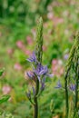 Common Camas - Small Camas (Camassia quash), Drumbeg Provincial Park