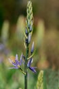 Common Camas - Small Camas (Camassia quash), Drumbeg Provincial Park Royalty Free Stock Photo