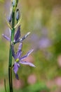 Common Camas - Small Camas (Camassia quash), Drumbeg Provincial Park