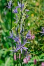 Common Camas - Small Camas (Camassia quash), Drumbeg Provincial Park