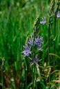 Common Camas - Small Camas (Camassia quash), Drumbeg Provincial Park