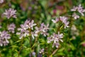 Common Camas - Small Camas (Camassia quash), Drumbeg Provincial Park