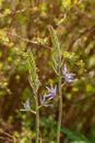 Common Camas - Small Camas (Camassia quash), Drumbeg Provincial Park Royalty Free Stock Photo