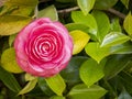 common camelia flower (Camellia japonica) with blurred background