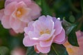 Japanese Camellia japonica Barbara Clark, semi-double, rose pink flowers